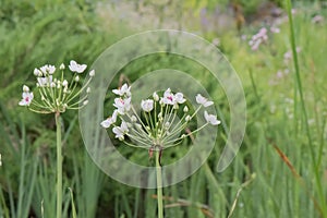 White flowering rush, Butomus umbellatus Schneeweisschen, white flowers